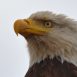 eagle-headshot