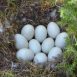 nest-with-bird-eggs